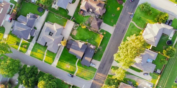 aerial view of green trees and white flowers